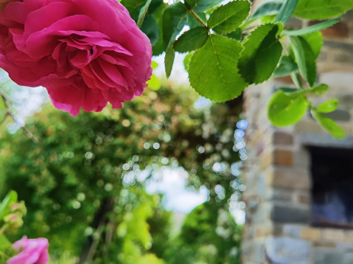 Ferienhaus Eifelrose ジンメラート エクステリア 写真