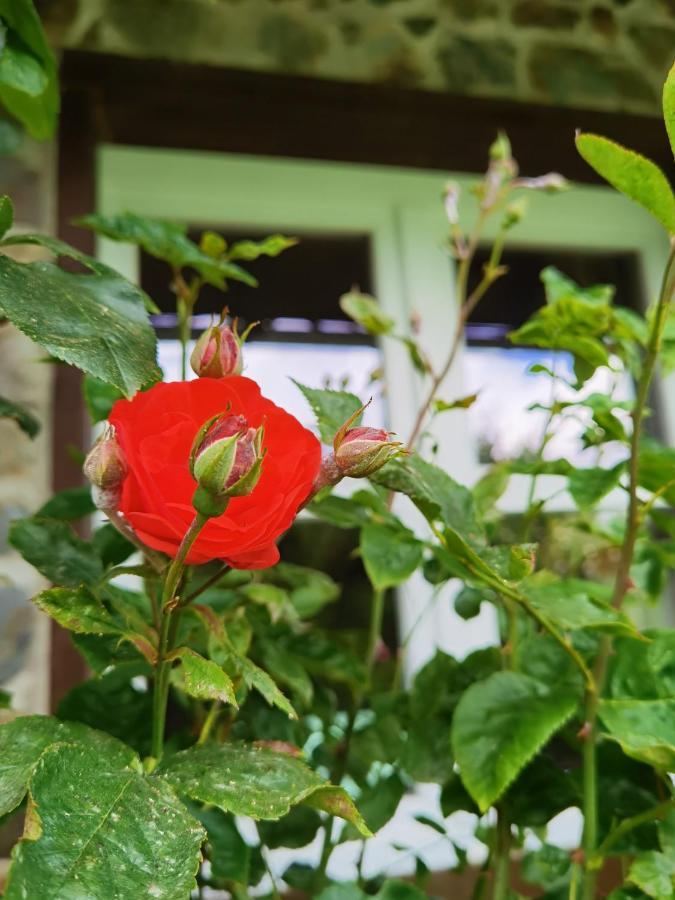 Ferienhaus Eifelrose ジンメラート エクステリア 写真